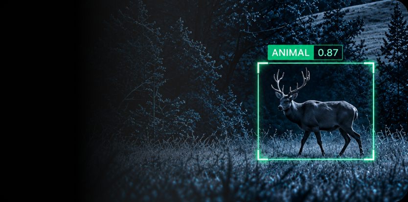 Animal activity in a monitored environment
